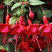 Dark Red Fuchsia Seeds - Flower Plant