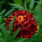 Dark Red Marigold Seeds - Flower Plant