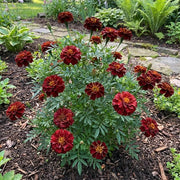 Dark Red Marigold Seeds - Flower Plant