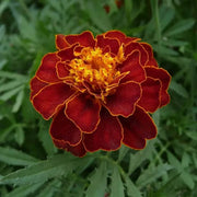 Dark Red Marigold Seeds - Flower Plant