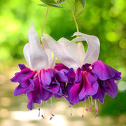 Dark Violet Fuchsia Seeds - Flower Plant