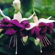 Dark Violet Fuchsia Seeds - Flower Plant