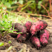Dark Violet Sweet Potato Seeds - Vegetable Plant