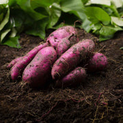Dark Violet Sweet Potato Seeds - Vegetable Plant