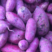 Dark Violet Sweet Potato Seeds - Vegetable Plant