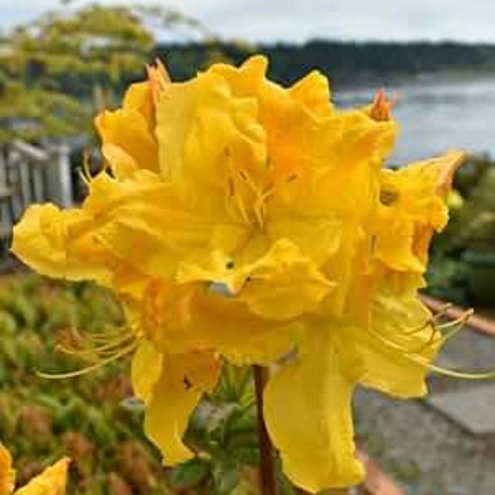 Dark Yellow Azalea Seeds - Flower Plant