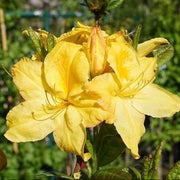 Dark Yellow Azalea Seeds - Flower Plant
