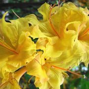 Dark Yellow Azalea Seeds - Flower Plant