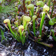 Cobra Seeds, Darlingtonia californica