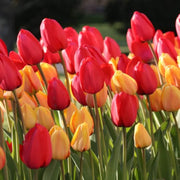 Darwin Hybrid Tulip Seeds - Flower Plant