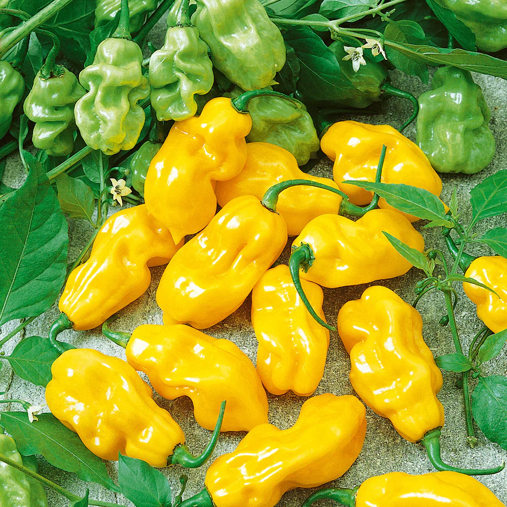 Spicy Datil Pepper Seeds