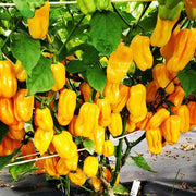 Spicy Datil Pepper Seeds