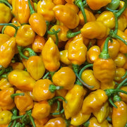 Spicy Datil Pepper Seeds