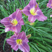 Blue Hemerocallis Daylily Seeds