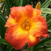 Fresh Rare Hybrid Daylily Seeds