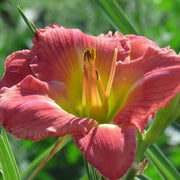 Heirloom Daylily Seeds