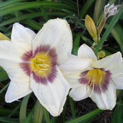 White Violet Daylily Seeds