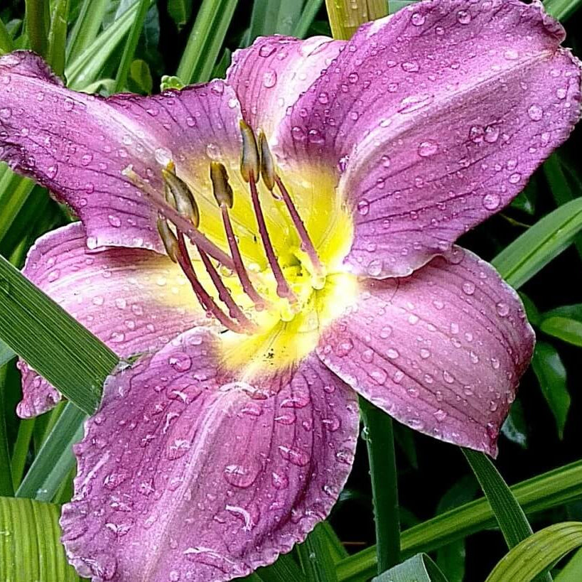 Blue Hemerocallis Daylily Seeds