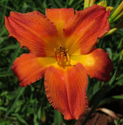 Fresh Rare Hybrid Daylily Seeds