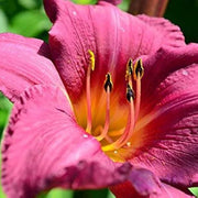 Heirloom Daylily Seeds
