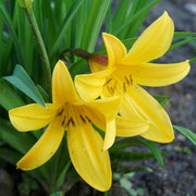 Hemerocallis citrina Baroni Daylily Seeds