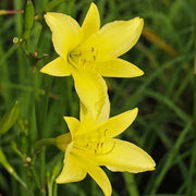 Hemerocallis citrina Baroni Daylily Seeds