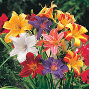 Mixed Colors Daylily Seeds