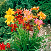 Mixed Colors Daylily Seeds