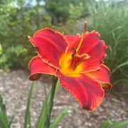 Reblooming Daylily Seeds
