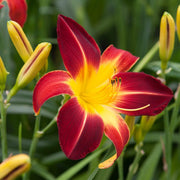 Reblooming Daylily Seeds