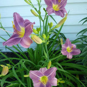 Blue Hemerocallis Daylily Seeds