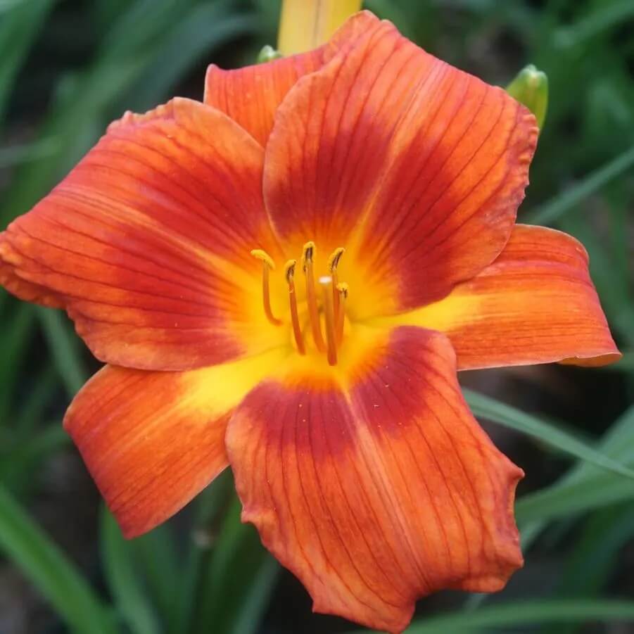 Fresh Rare Hybrid Daylily Seeds