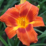 Fresh Rare Hybrid Daylily Seeds