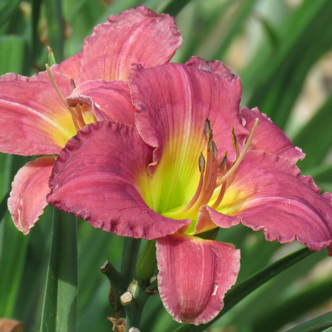 Heirloom Daylily Seeds