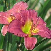 Heirloom Daylily Seeds