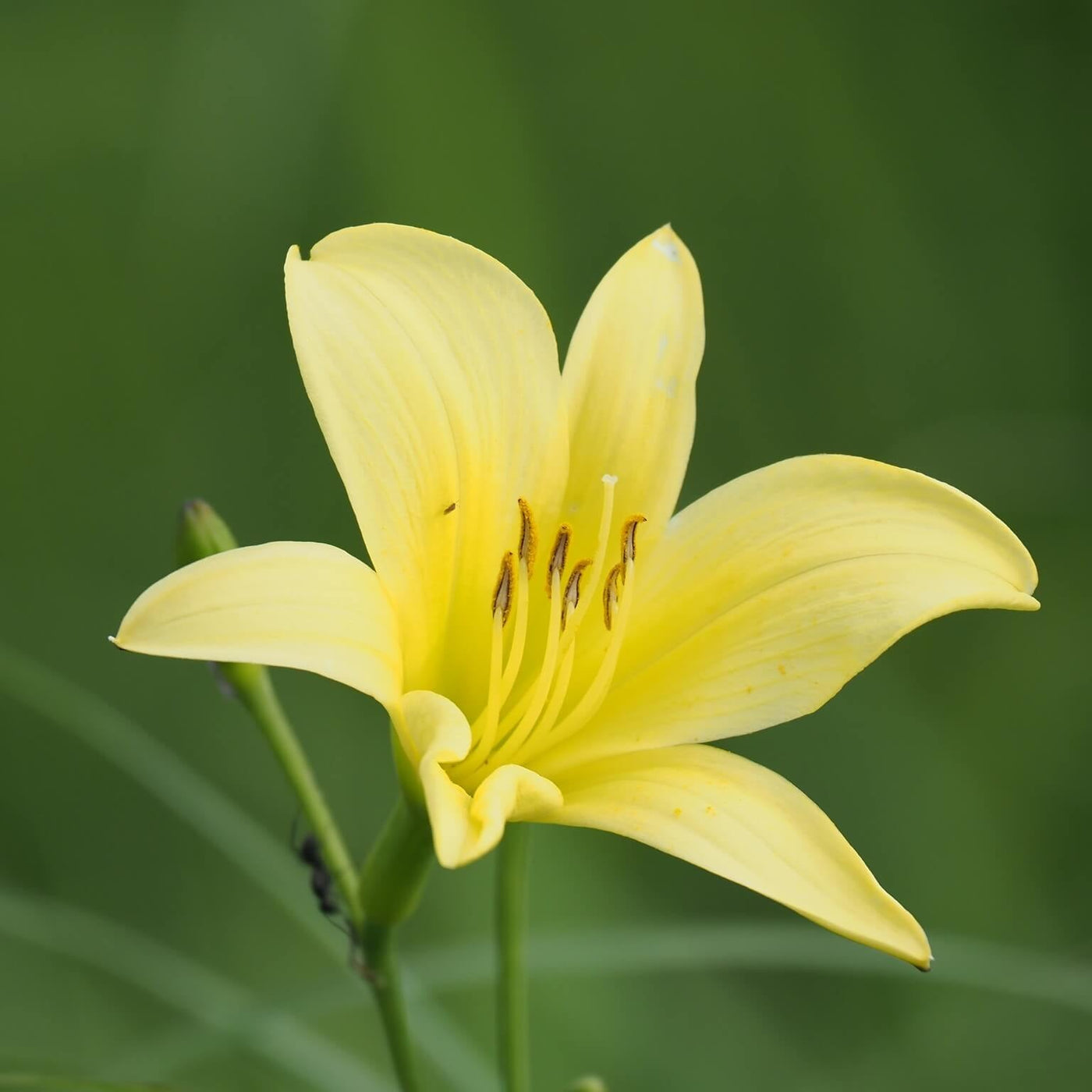 Hemerocallis citrina Baroni Daylily Seeds