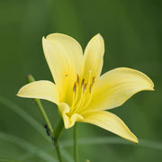 Hemerocallis citrina Baroni Daylily Seeds