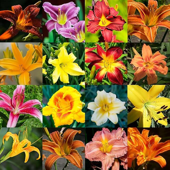 Mixed Colors Daylily Seeds