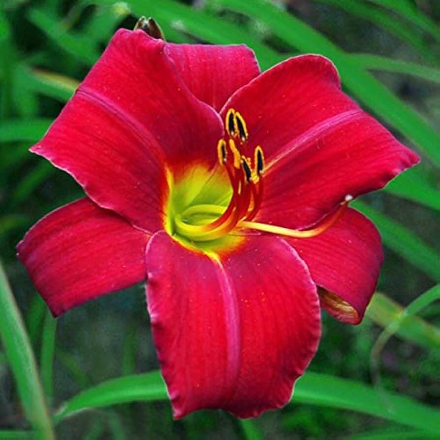 Reblooming Daylily Seeds