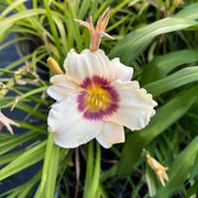 White Violet Daylily Seeds