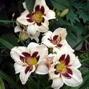 White Violet Daylily Seeds