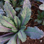 Dazzling Kale Seeds