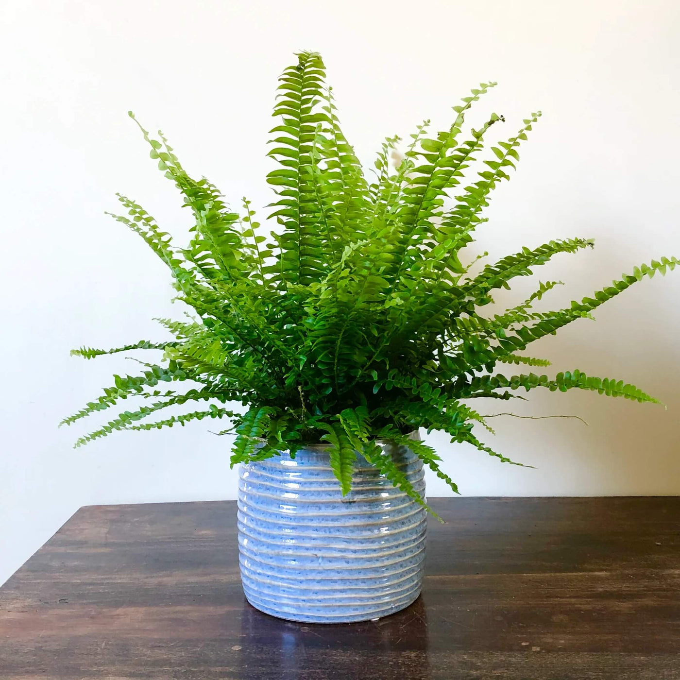 Decorative Fern Seeds