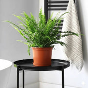 Decorative Fern Seeds