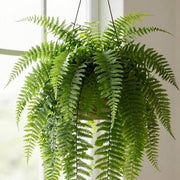 Decorative Fern Seeds