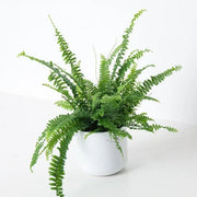 Decorative Fern Seeds