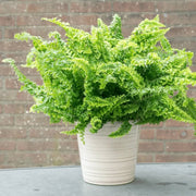 Decorative Fern Seeds