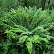 Decorative Fern Seeds