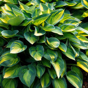 Decorative Leaf Plant Seeds - Flower Plant