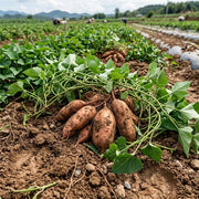 Deep Orange Sweet Potato Seeds - Vegetable Plant
